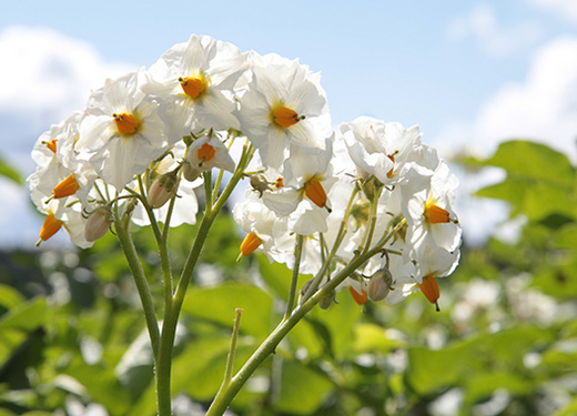 Kartoffeln Kartoffeln