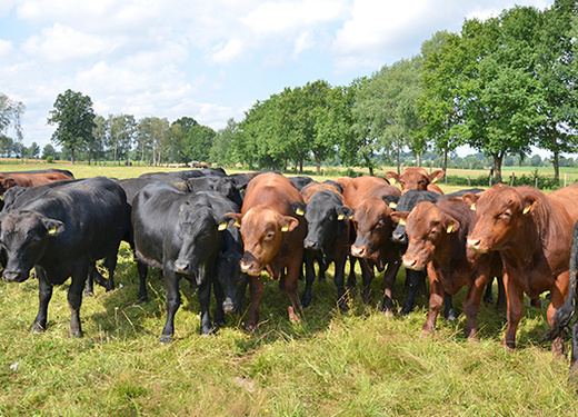 Tierhaltung Tierhaltung